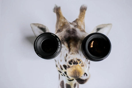 Explore Photography Unique Perspectives with Different Lenses