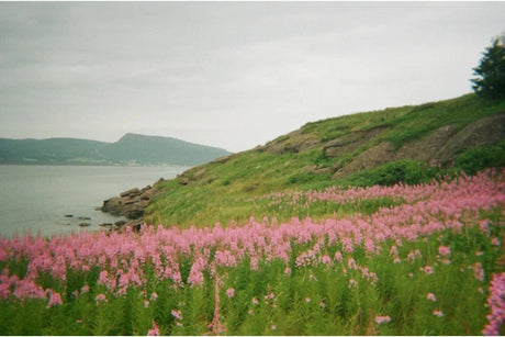 Exploring Film Photography A Timeless Art Form