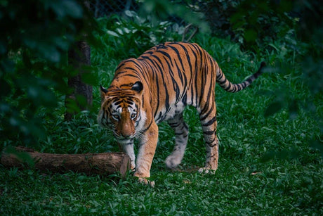 Wildlife Photography Tips Capture Nature's Wonders