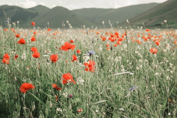 Capturing Stunning Landscape Photos: A Guide to Mastering Nature Photography