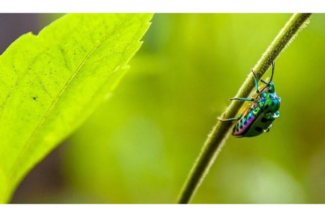 Macro Photography: Unlocking the Hidden World of Small Subjects