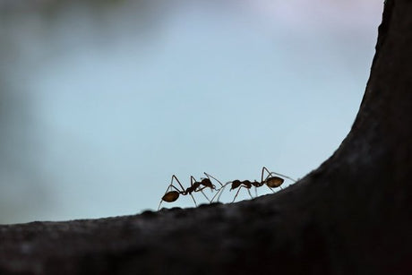 Exploring World Through Macro Photography: Finding Beauty in the Small Details