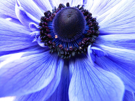 The Art of Macro Photography Capturing the Small Wonders