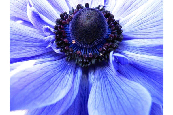 The Art of Macro Photography Capturing the Small Wonders