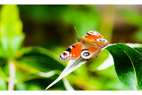 Essential Lightweight Tripods for Photography on the Go