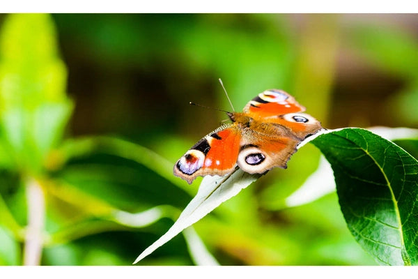 Essential Lightweight Tripods for Photography on the Go