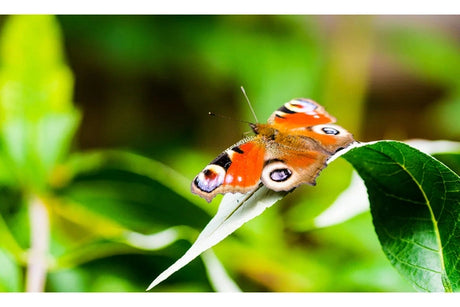 Essential Lightweight Tripods for Photography on the Go