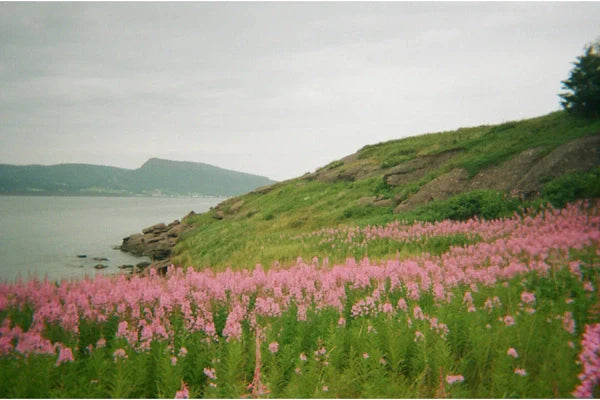 Exploring Film Photography A Timeless Art Form