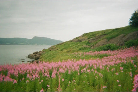 Exploring Film Photography A Timeless Art Form