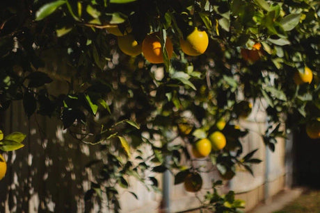 The Art of Still Life Photography Capturing Timeless Beauty