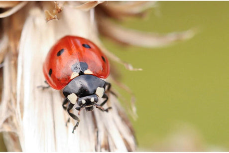 Unlocking the World of Macro Photography A Complete Beginner's Guide