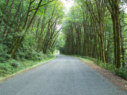 Long Lone Mountain Road