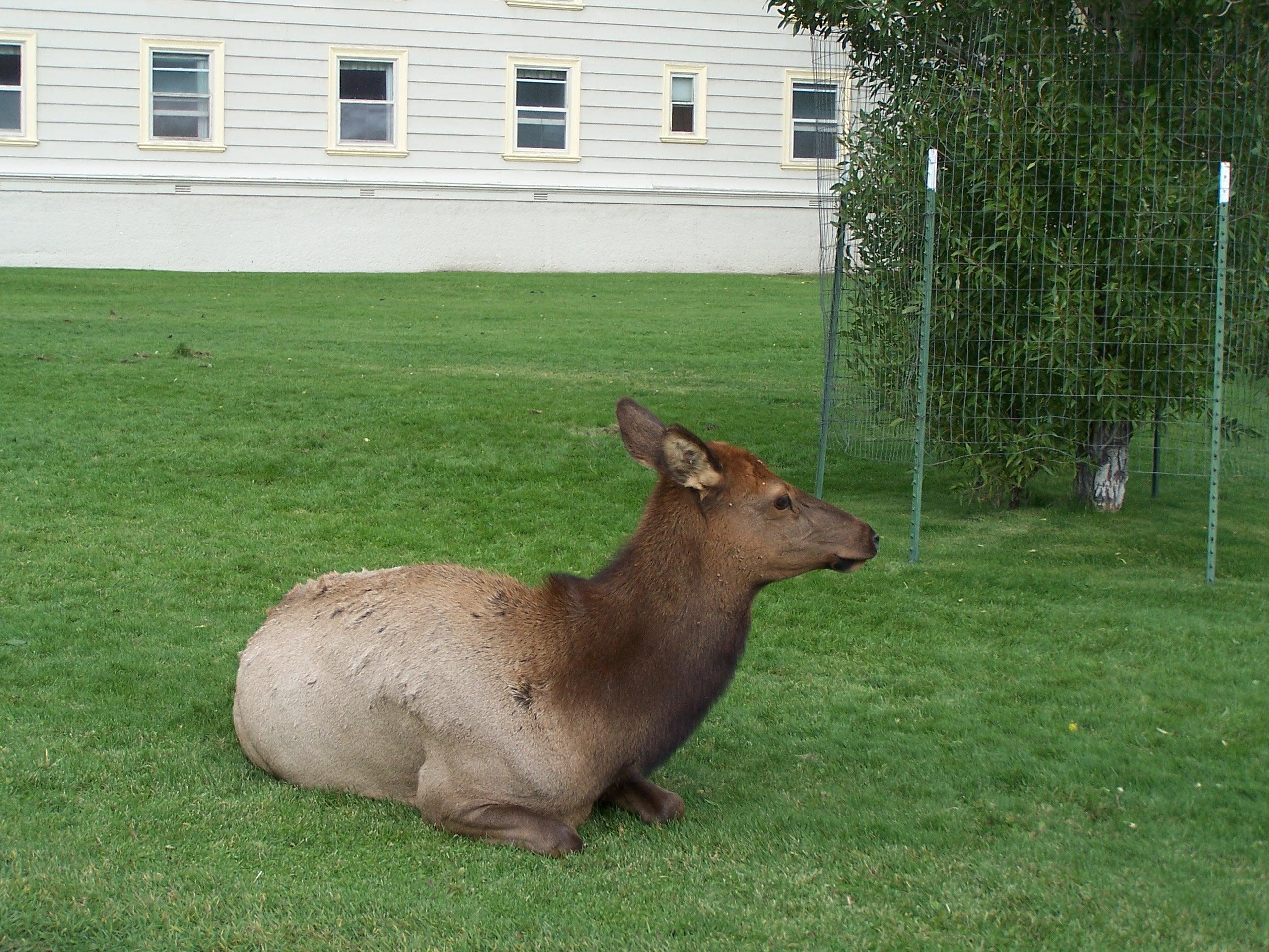 Female Elk laying in the grass