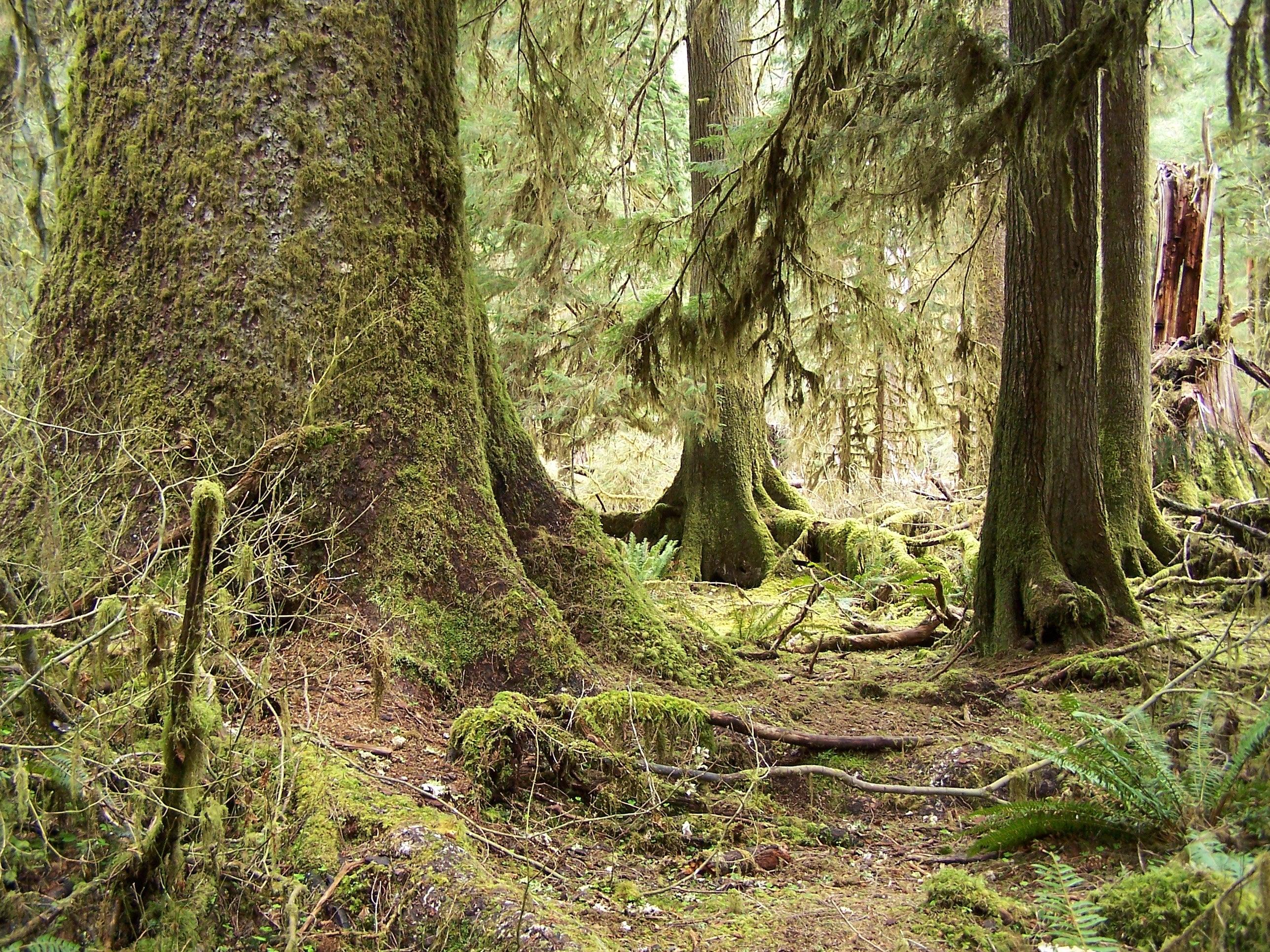 Olympic National Rain Forest, the only rain forest in the continental United States