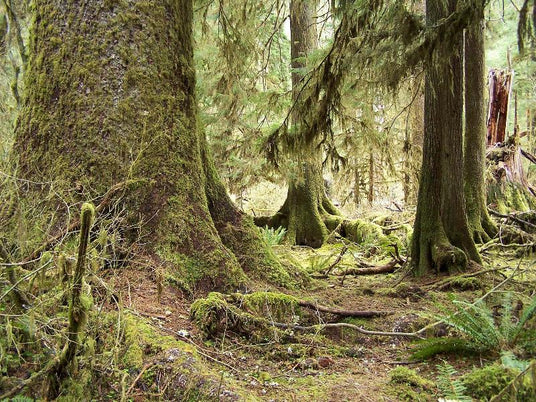 Olympic National Rain Forest, the only rain forest in the continental United States