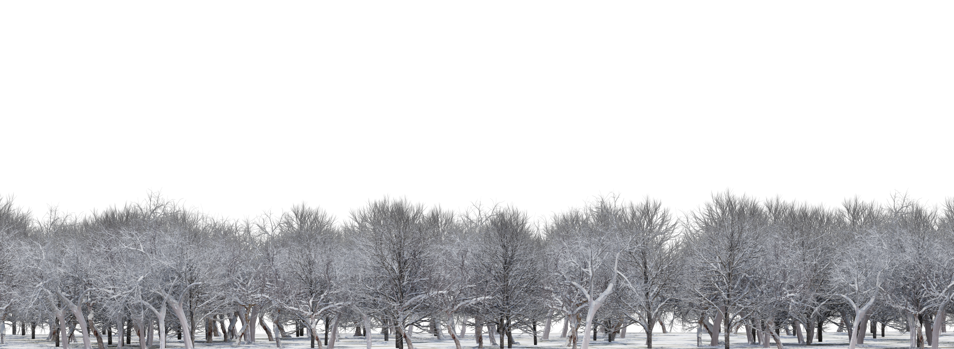 Winter Trees