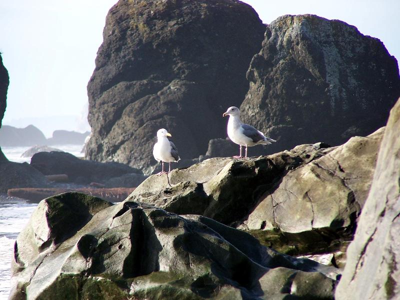 Seagulls on the rocks at Ruby Beach