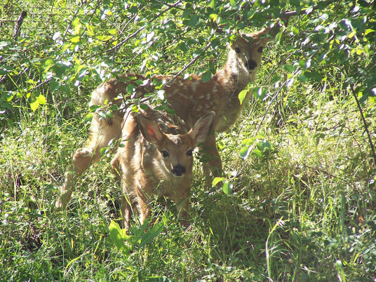 2 Baby blacktail deer