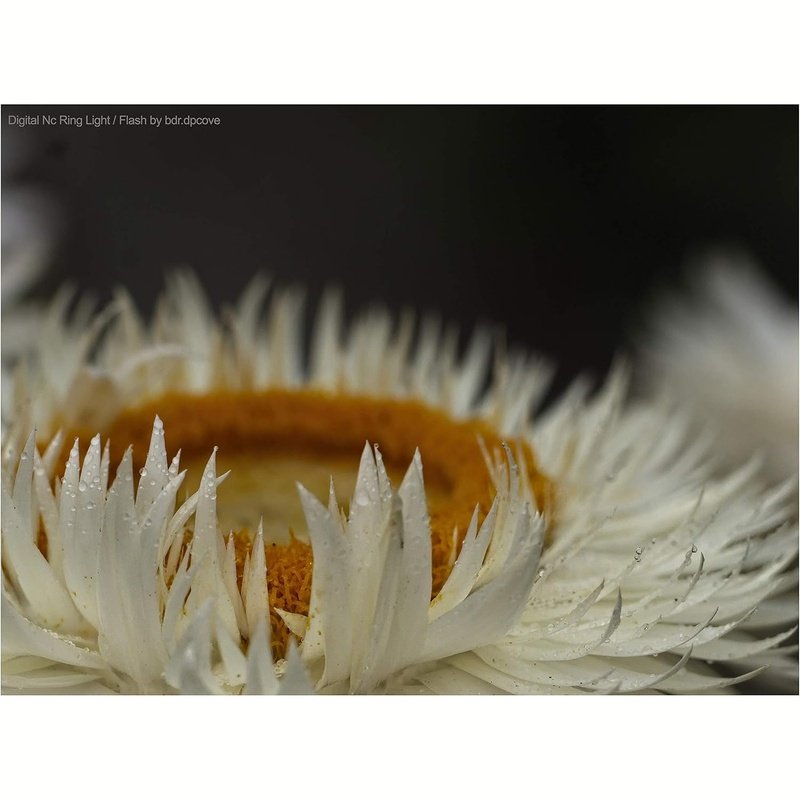 Macro Ringlight Flash w/LED for Sony Alpha A6000 to A6700