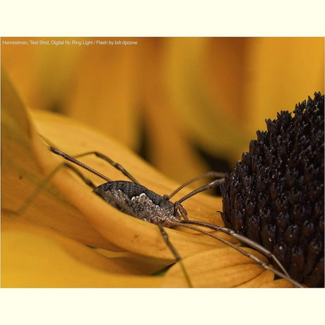 Macro Ringlight Flash w/LED for Sony Alpha A6000 to A6700