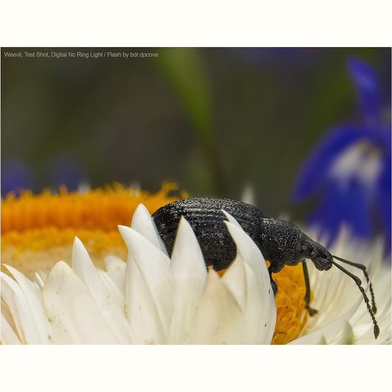 Macro Ringlight Flash w/LED for Sony Alpha A6000 to A6700